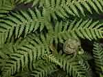 Closeup of a new frond on a fern