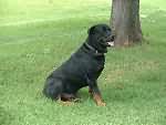 Tolken. Family Rottweiler